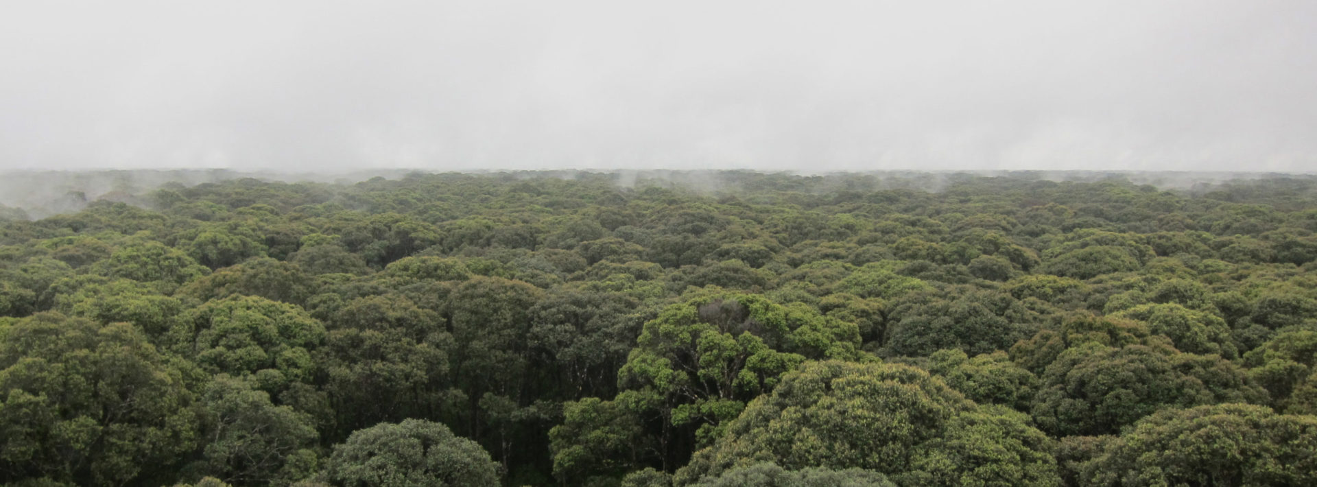 Research shows that climate change could damage peatlands, causing major carbon emissions