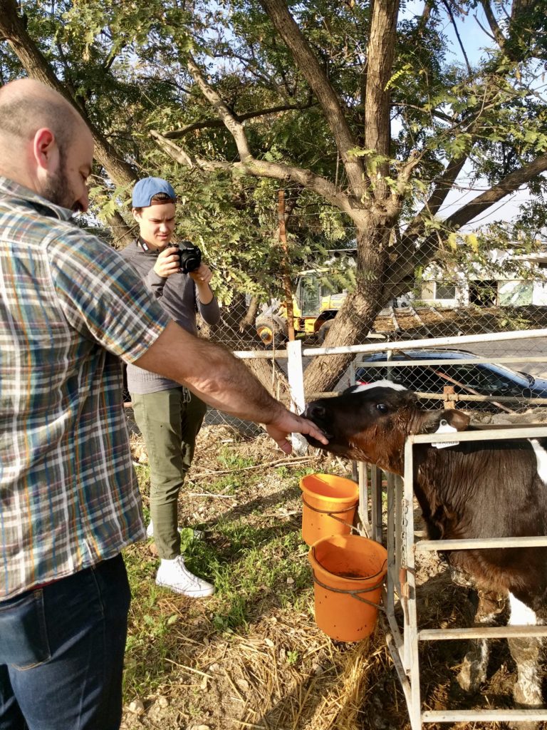 otto with a calf