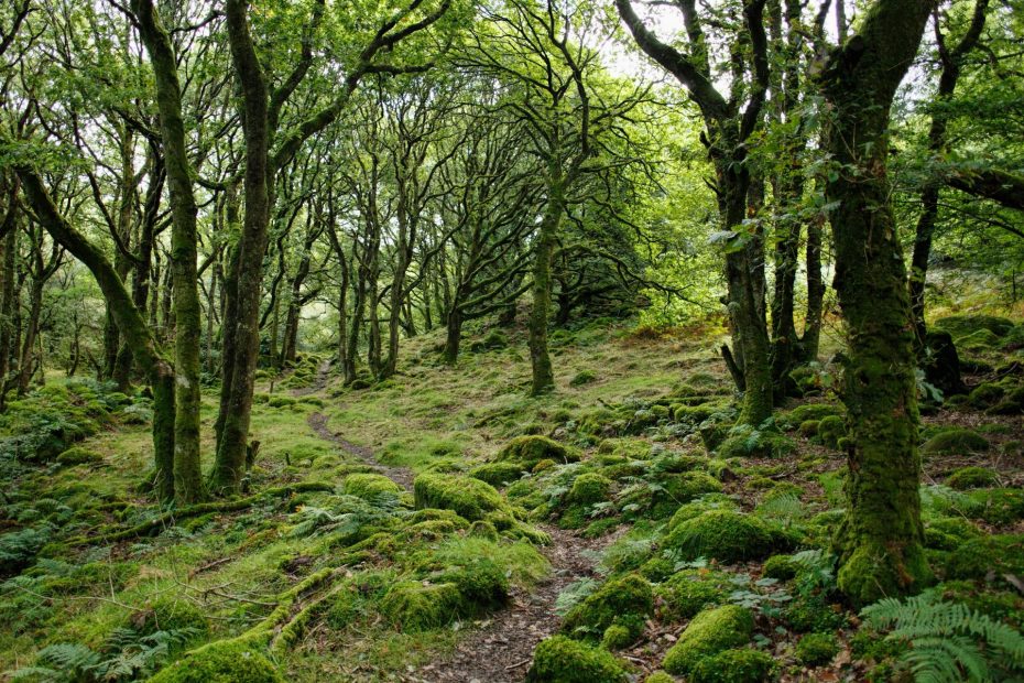 Vegetation growing in forest