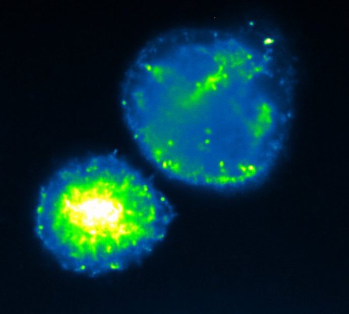 image of cell cluster