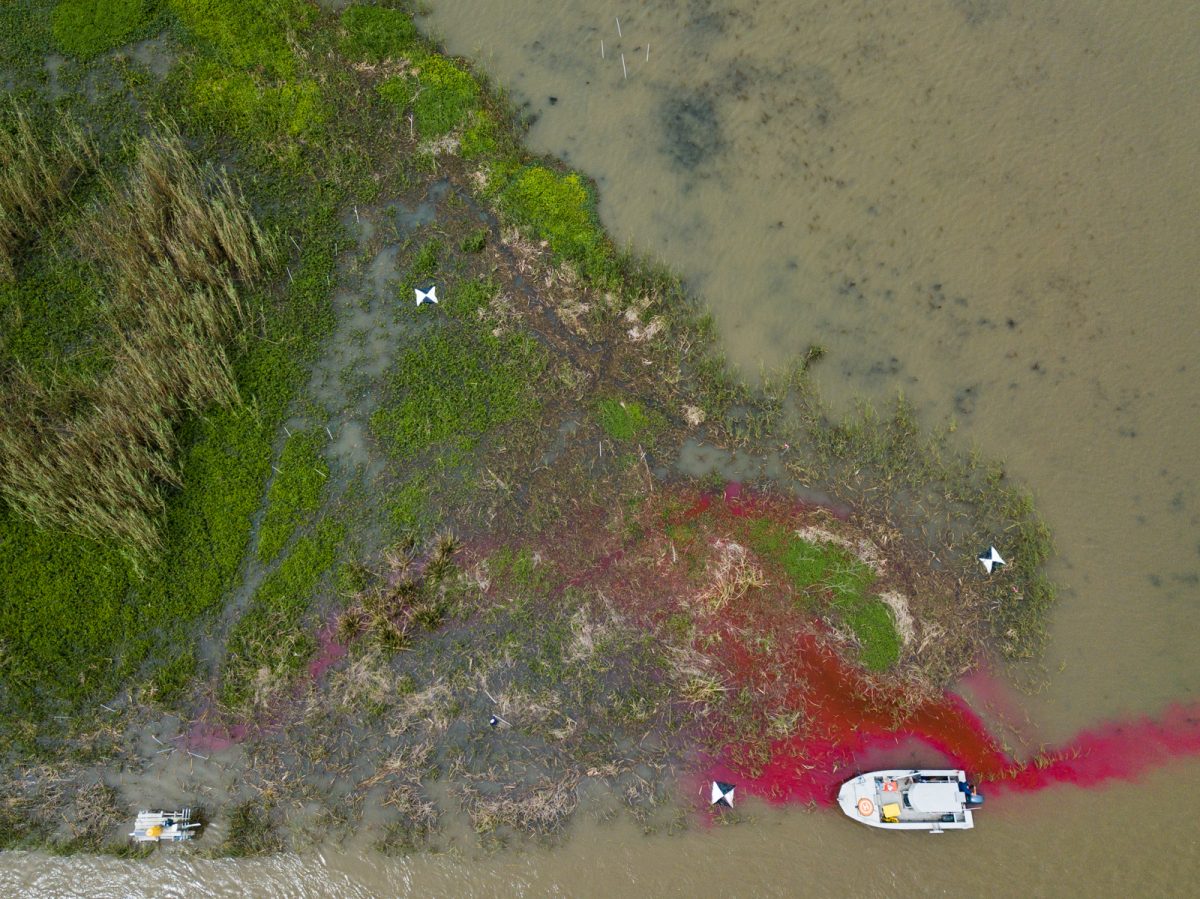 Impact of sediment supply on growing plants in coastal marshes