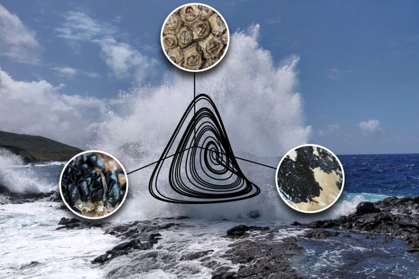 Close up image of mussels, barnacles, and algae with a wave splashing into rocks in the background