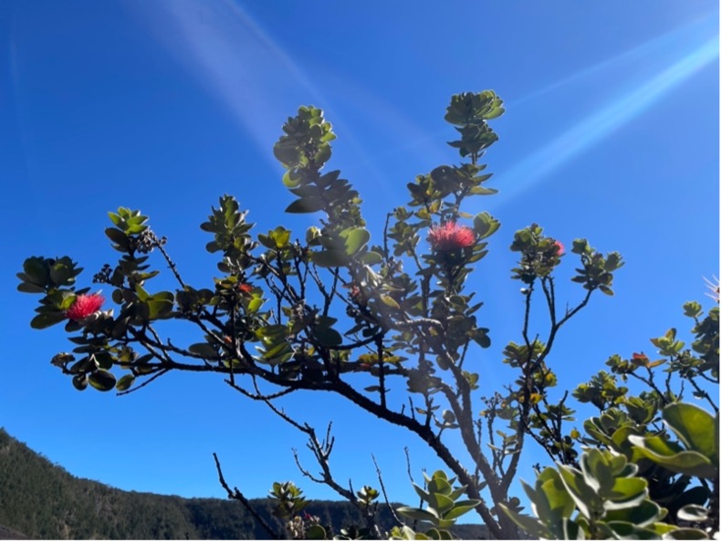 An ʻōhiʻa lehua plant found on lava from a 1959 eruption of Kīlauea Iki.